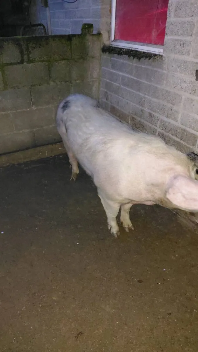 Sows - Image 2
