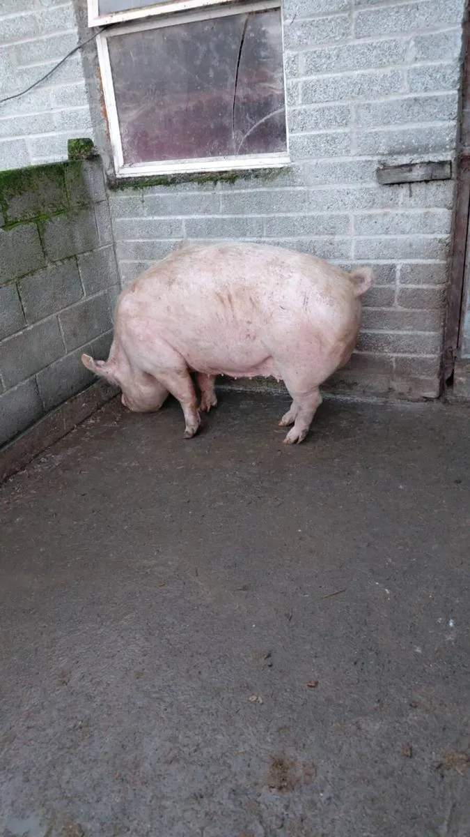 Sows - Image 3