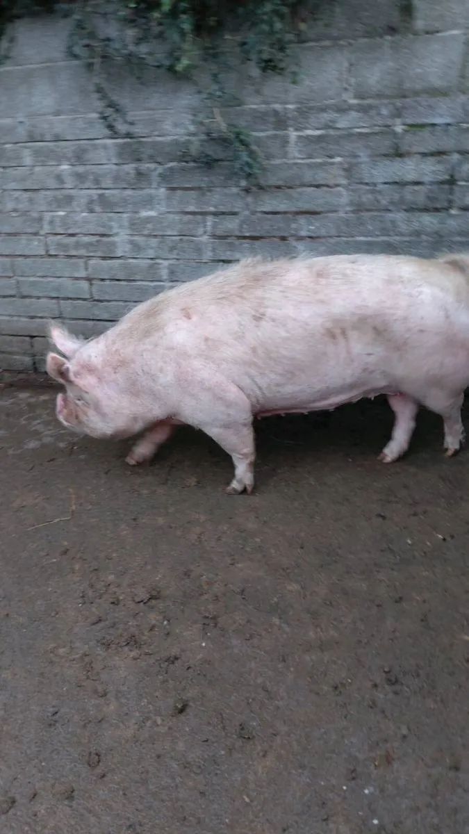 Sows - Image 4