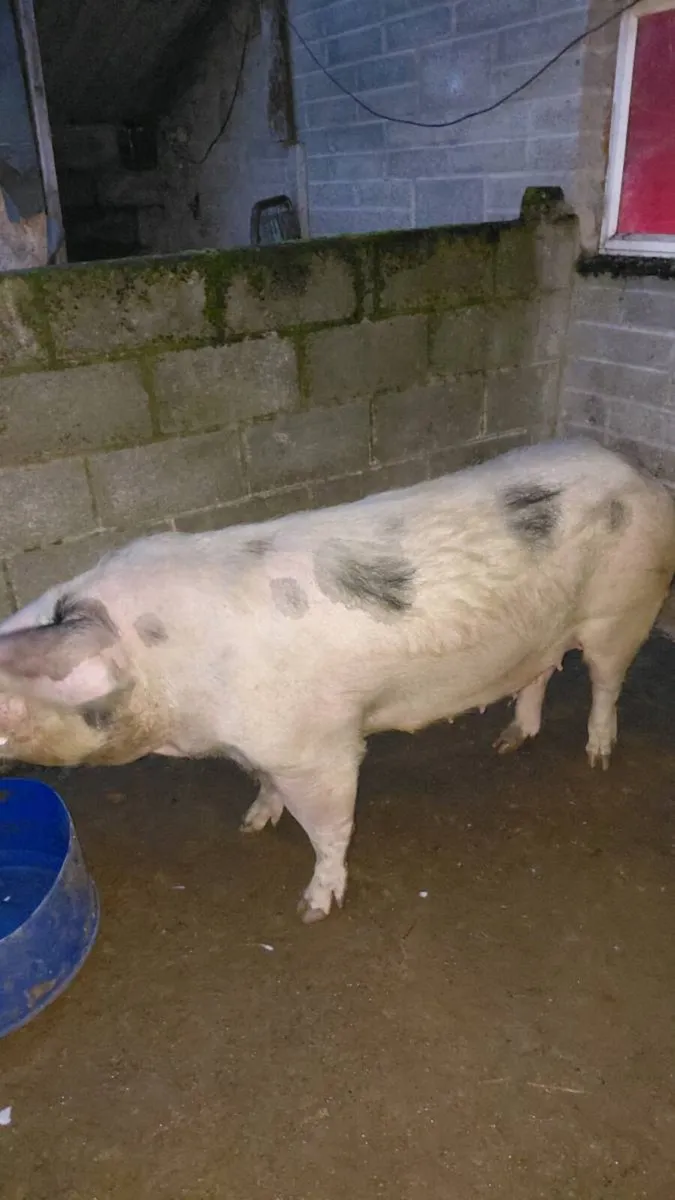 Sows - Image 1