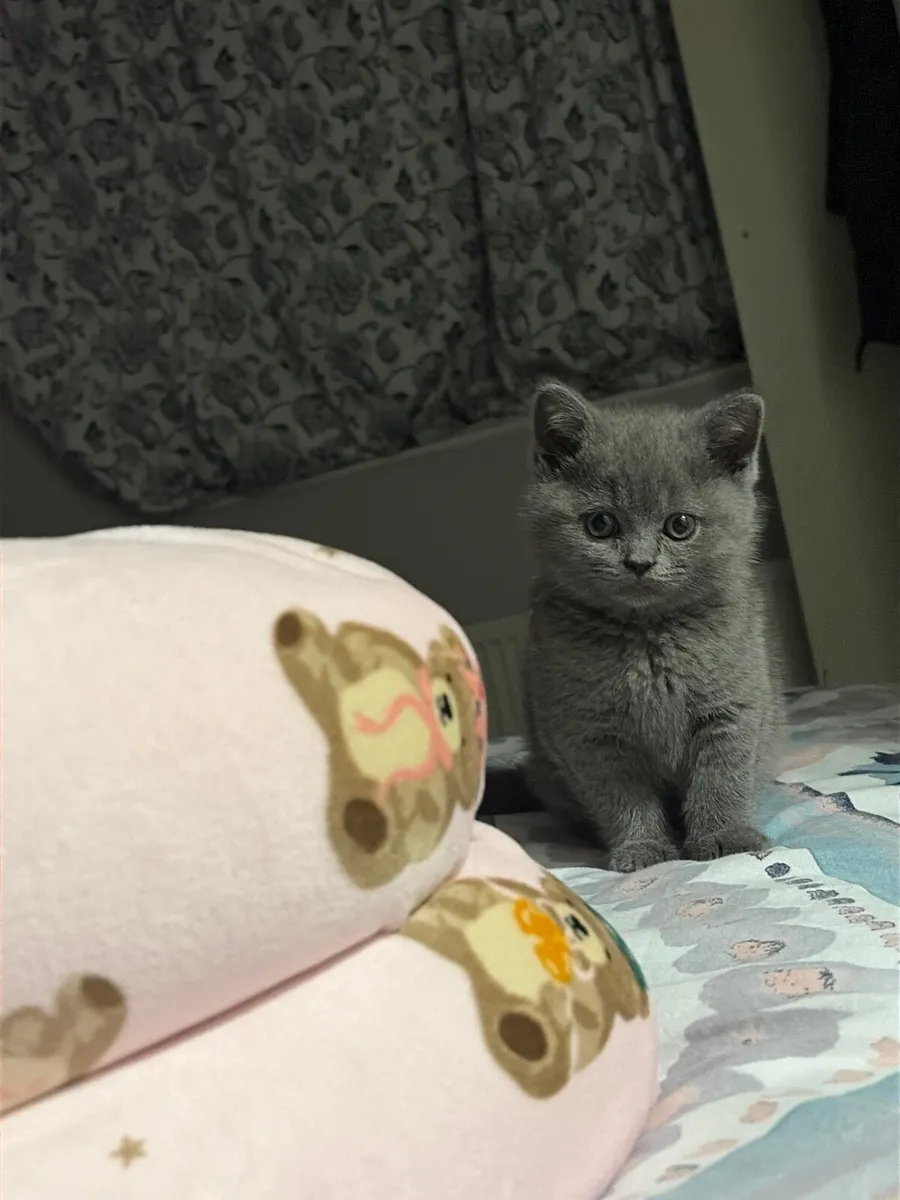 British short hair kitten - Image 1