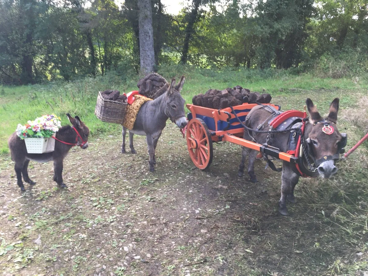 Miniature Mediterranean Donkeys - Image 1
