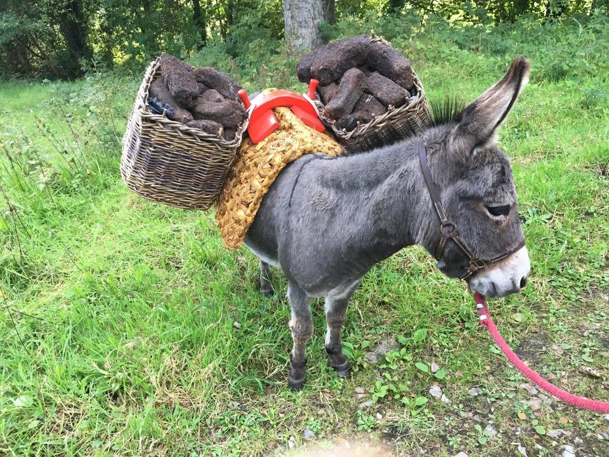 Miniature Mediterranean Donkeys - Image 2