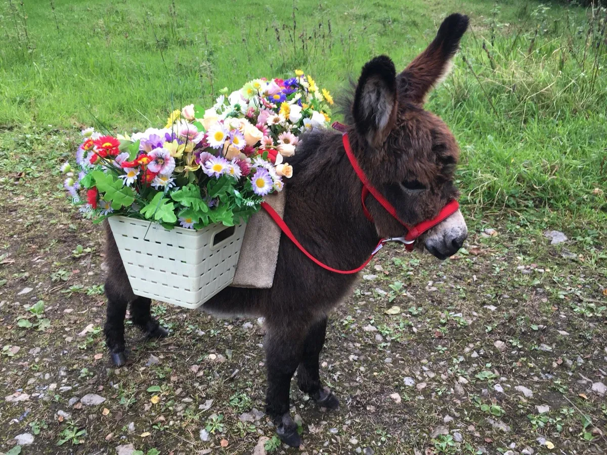 Miniature Mediterranean Donkeys - Image 3