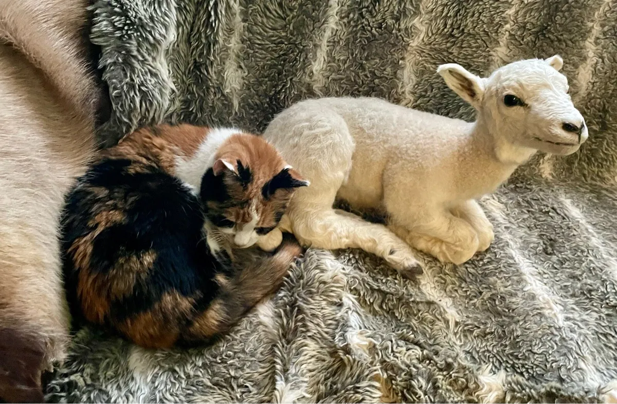 Taxidermy Lamb