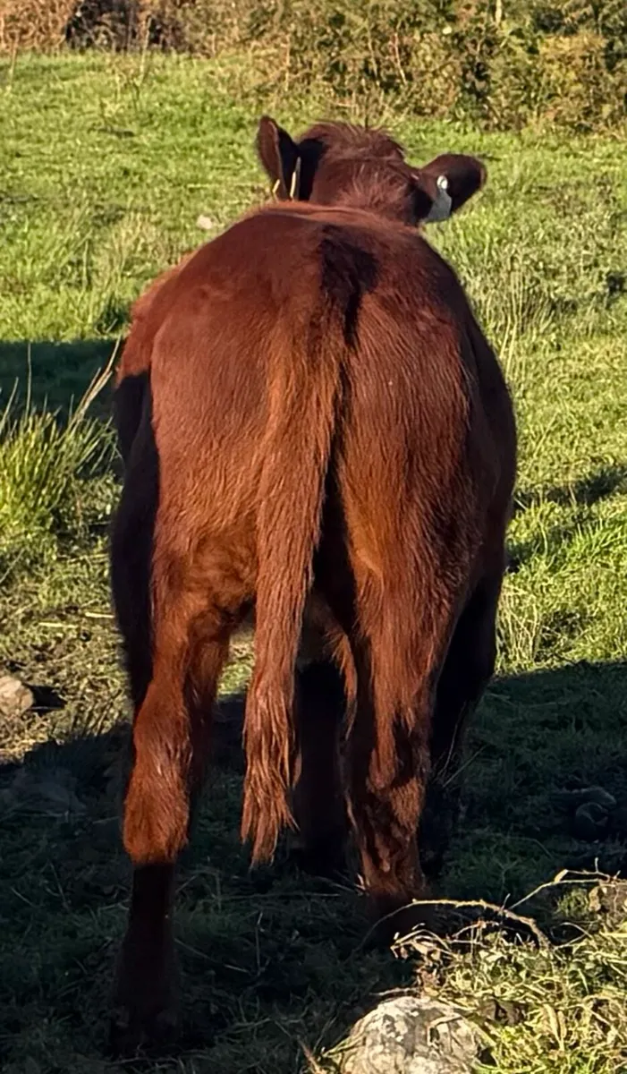 Organic full symbol heifers & Ped LM cow/calf - Image 3