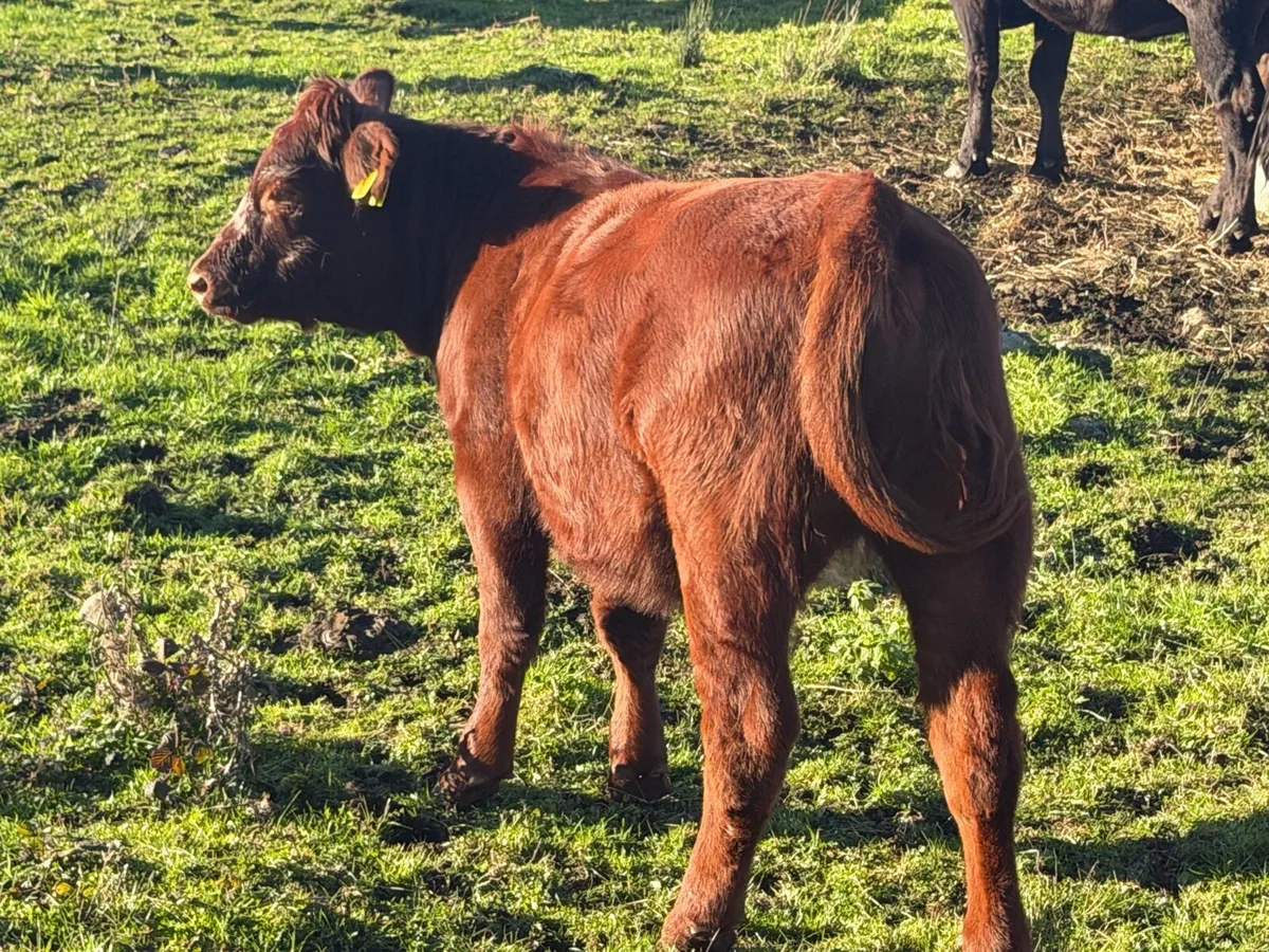Organic full symbol heifers & Ped LM cow/calf - Image 4