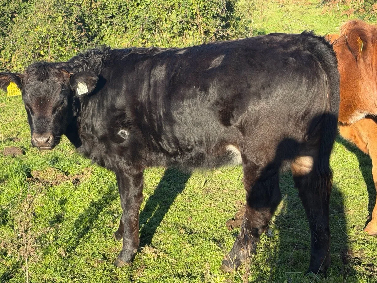 Organic full symbol heifers & Ped LM cow/calf - Image 1