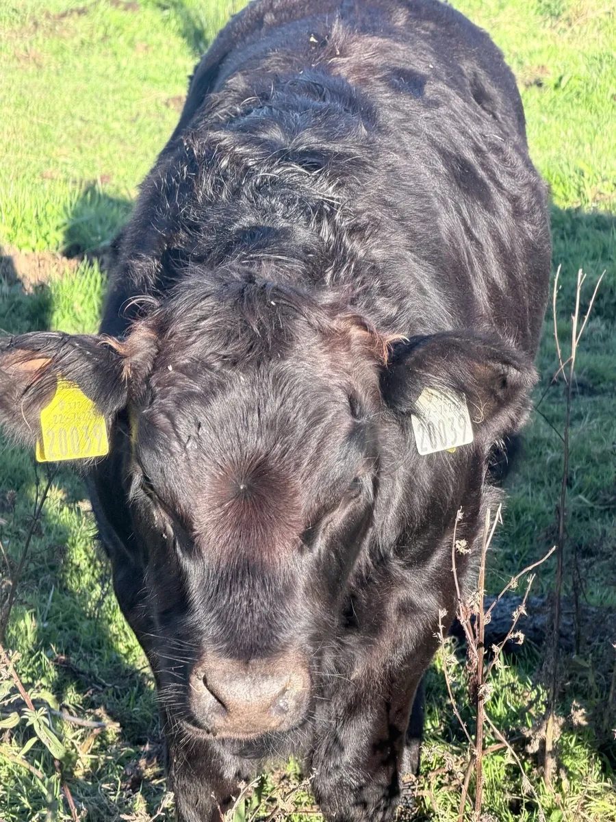 Organic full symbol heifers & Ped LM cow/calf - Image 2