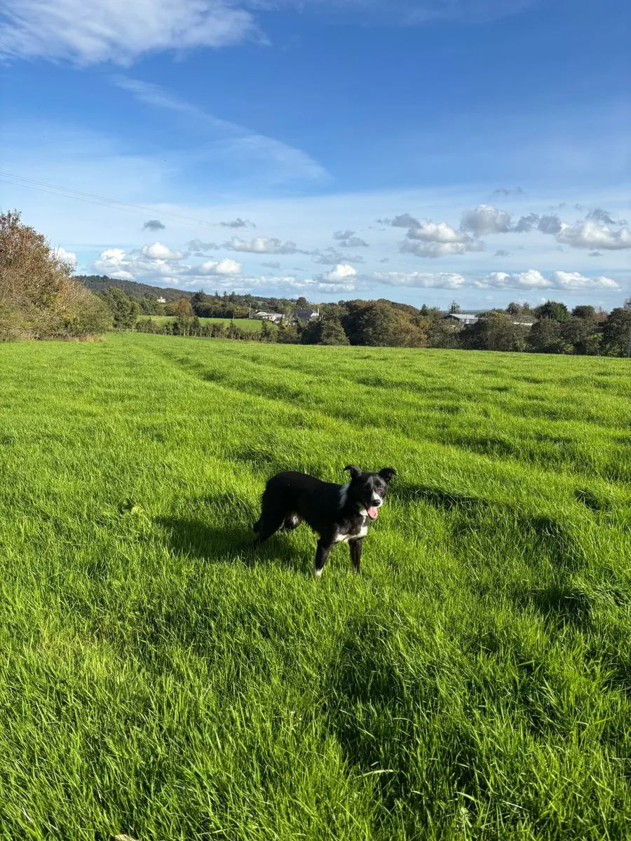 Winter grazing wanted