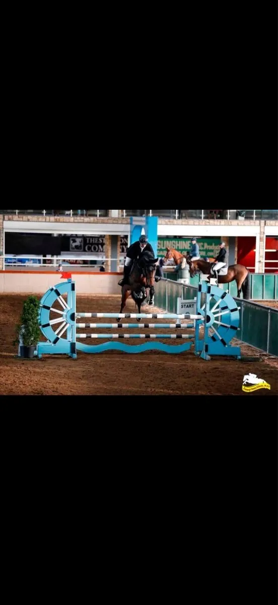 Top amateur horse for sale - Image 3