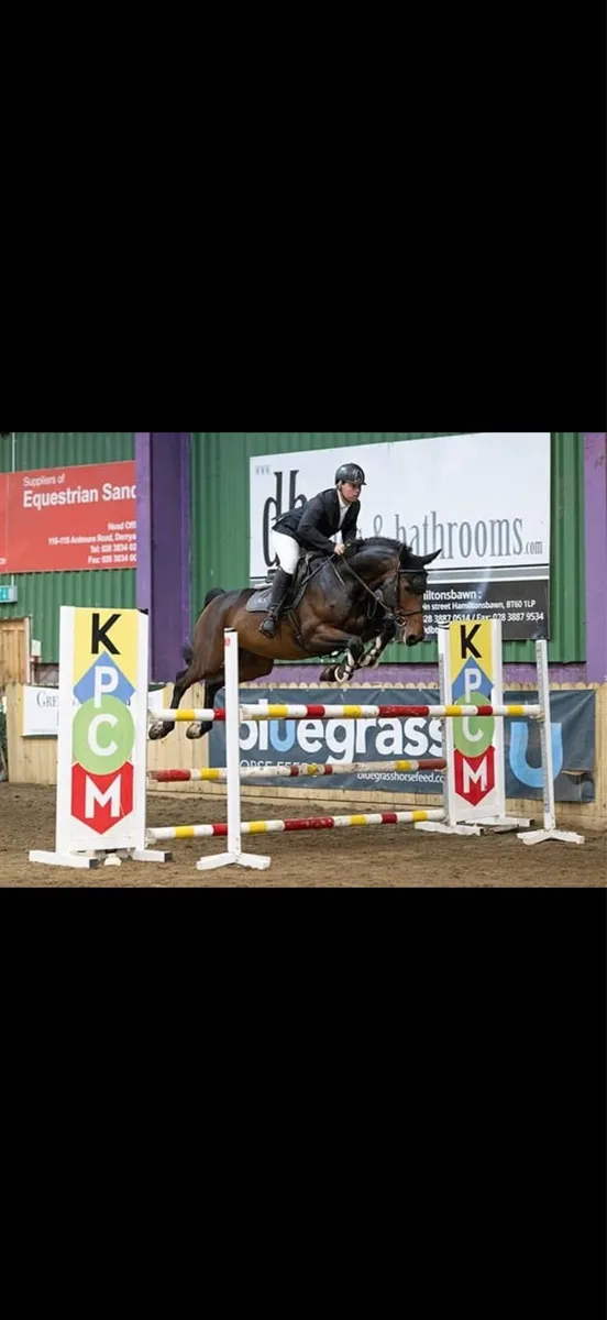 Top amateur horse for sale - Image 1