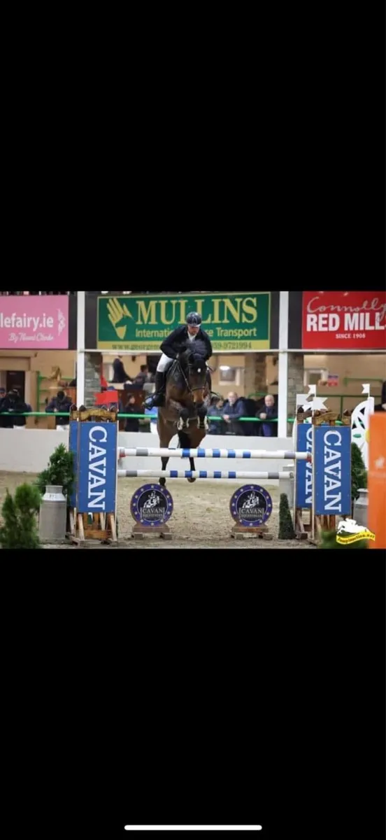 Top amateur horse for sale - Image 2