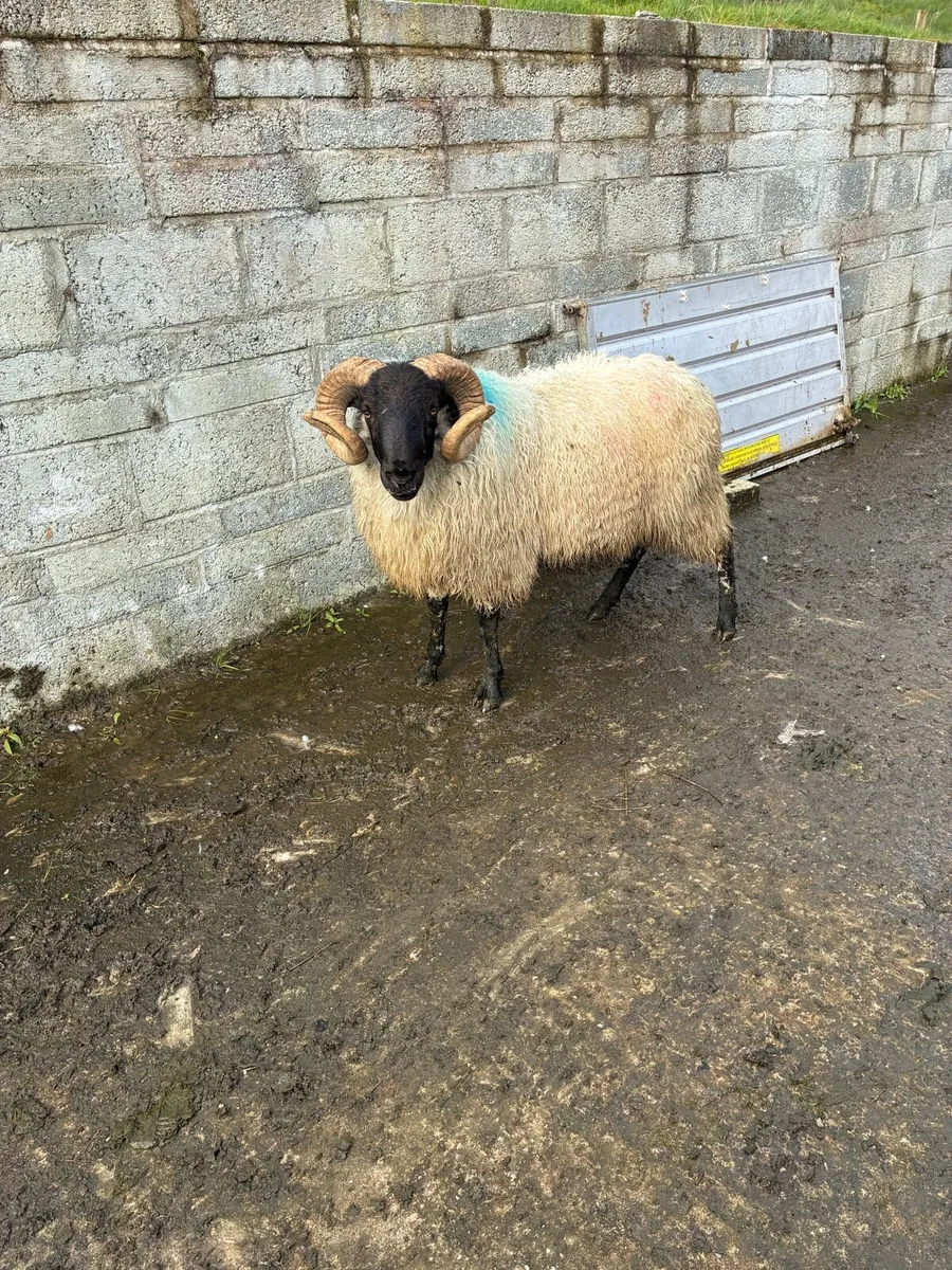 Horned rams - Image 4
