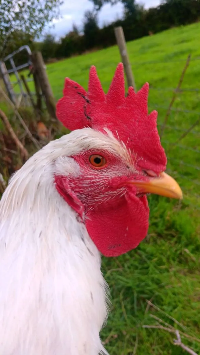 Free roosters and hatching eggs! - Image 2