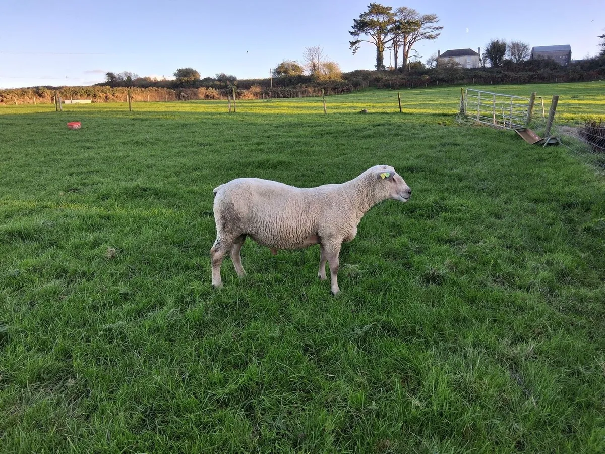 Pedigree Charollais Ram 2.5 Years Old - Image 1