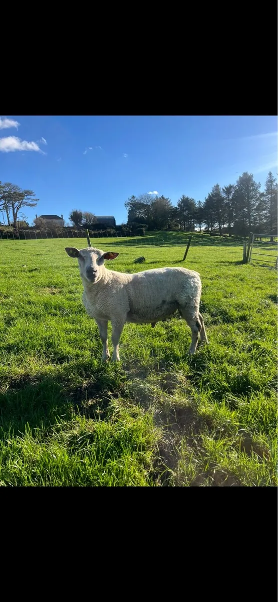 Pedigree Charollais Ram 2.5 Years Old - Image 2
