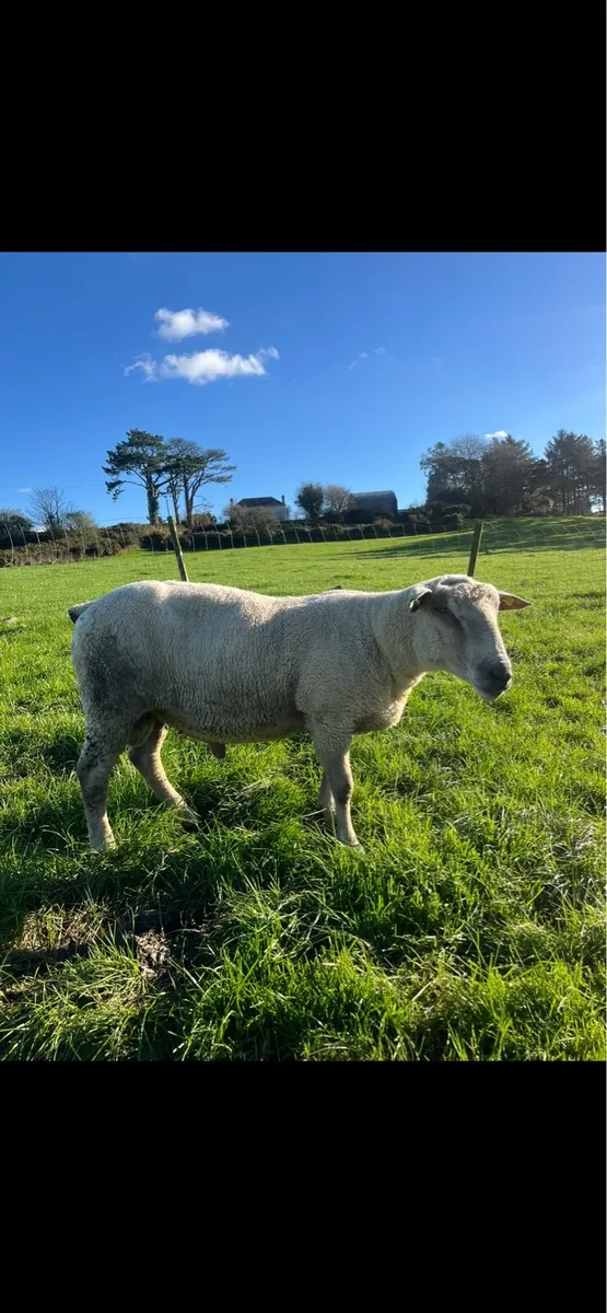 Pedigree Charollais Ram 2.5 Years Old - Image 3