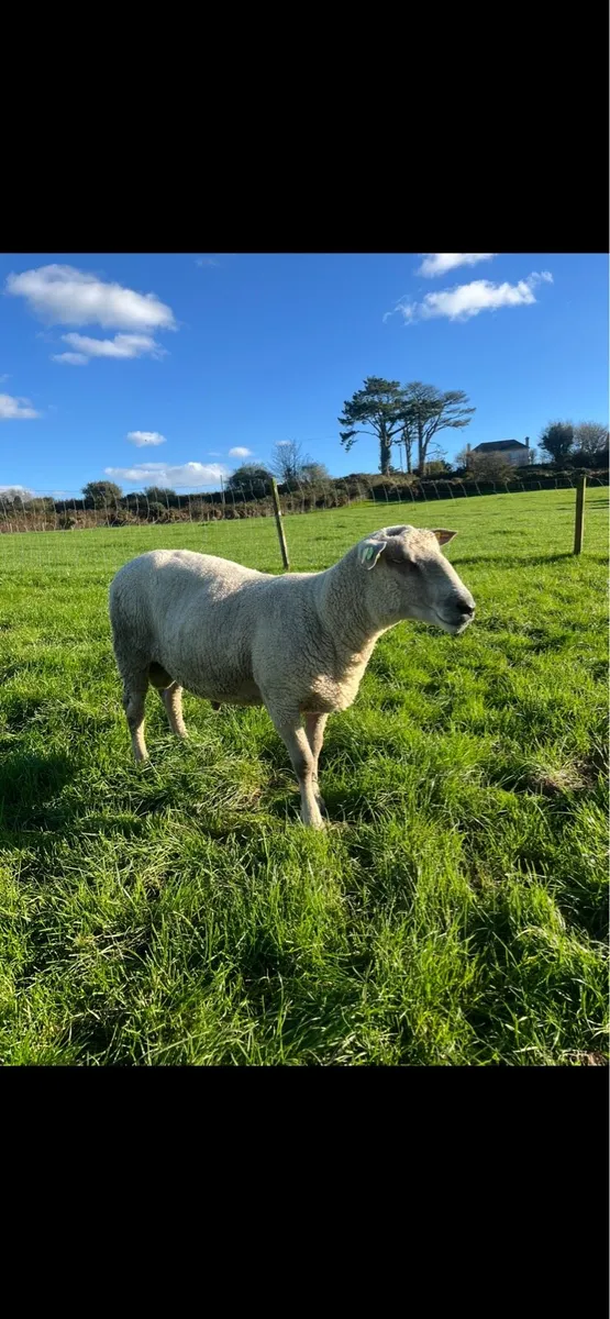 Pedigree Charollais Ram 2.5 Years Old - Image 4