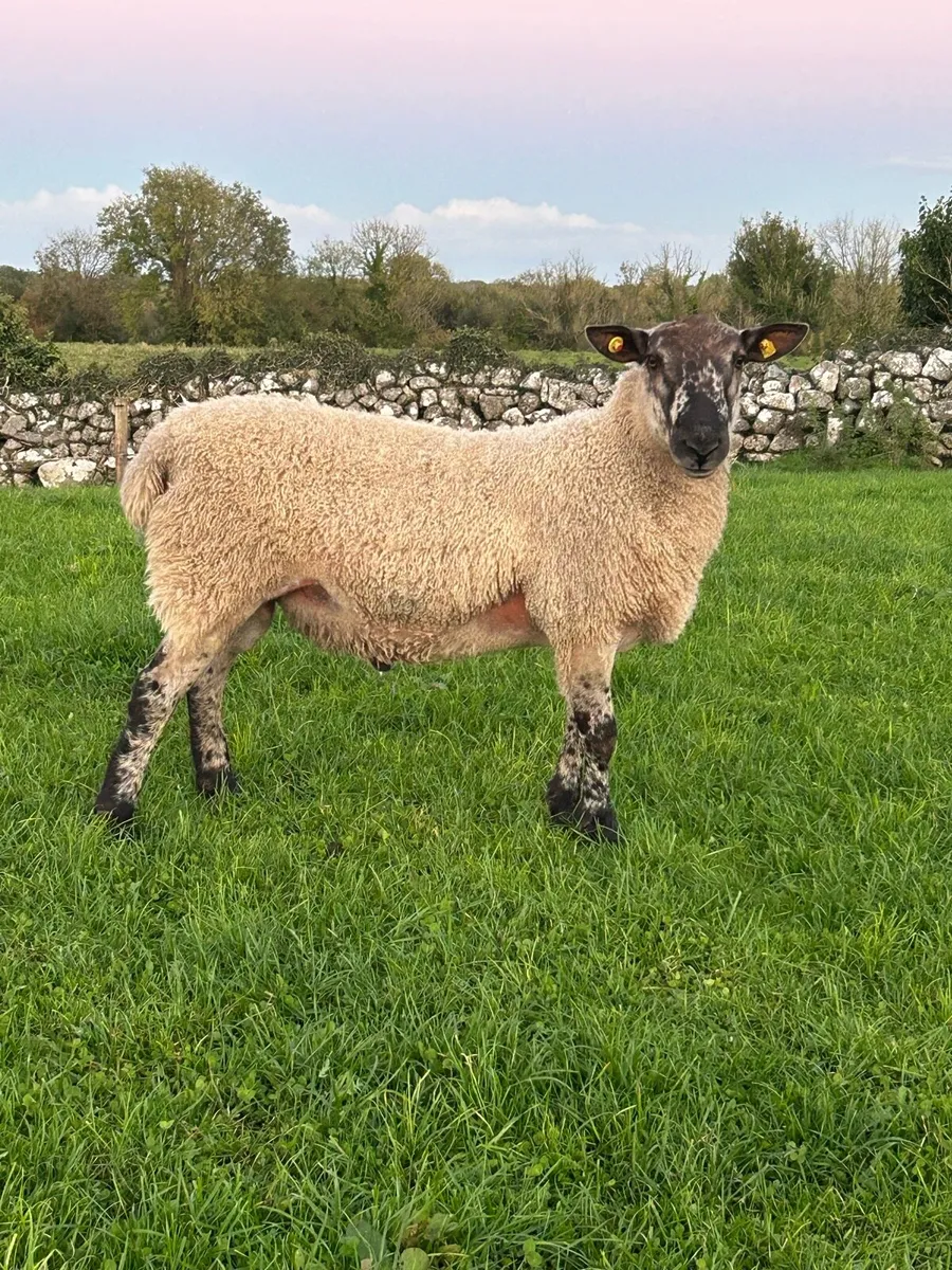 Blue Leicester hogget ram - Image 2