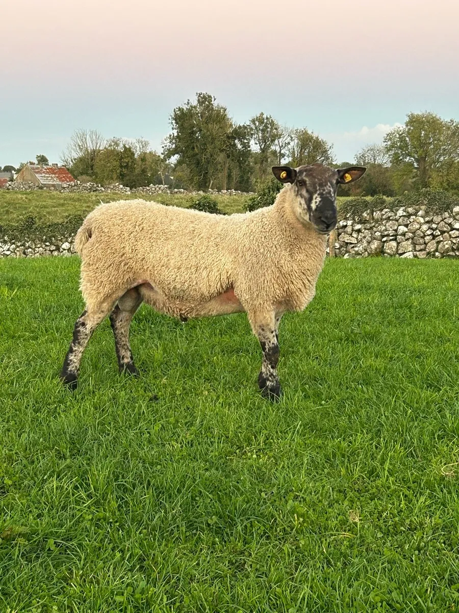 Blue Leicester hogget ram - Image 1