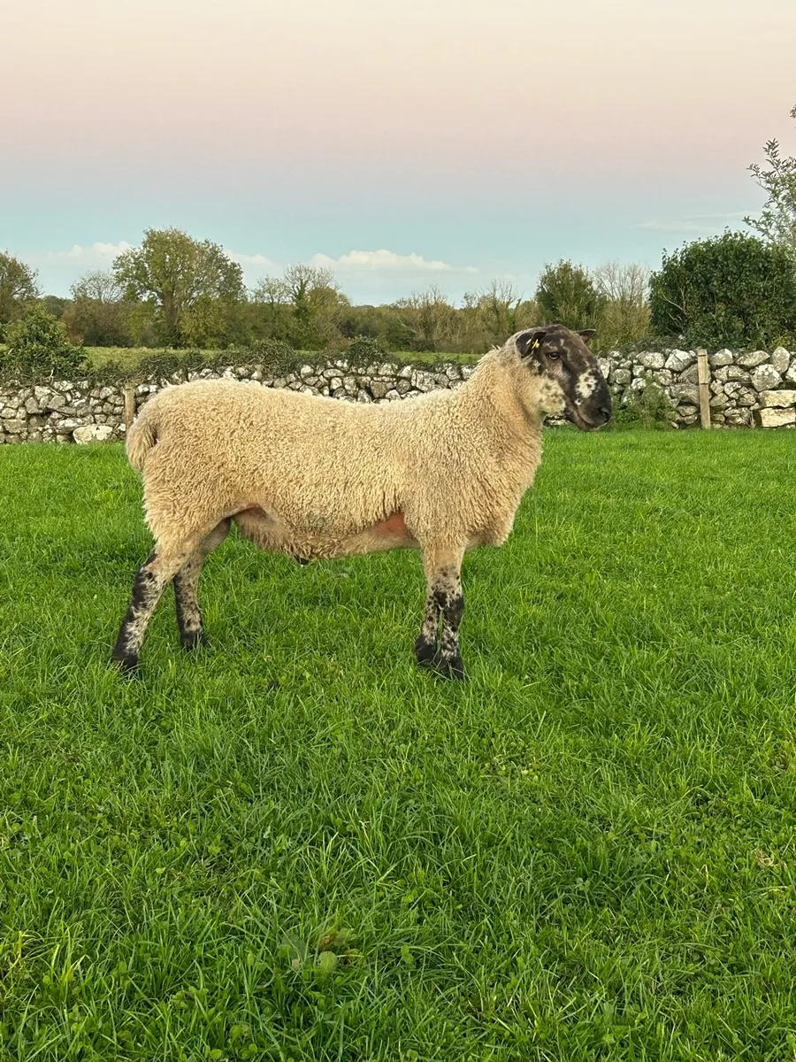 Blue Leicester hogget ram - Image 3