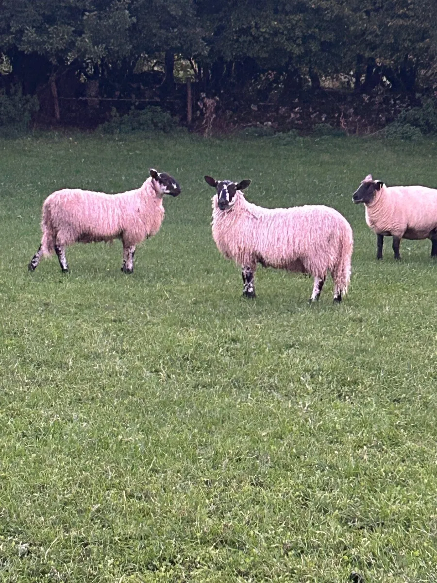 Blue Leicester hogget ram - Image 4