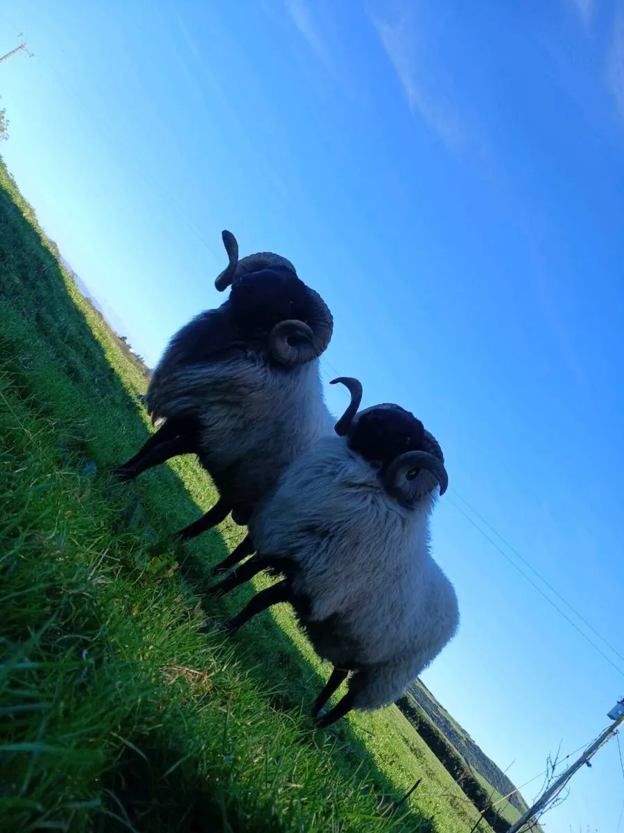 Hogget rams and ram lamb - Image 1