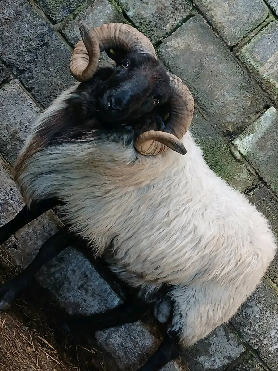 Hogget rams and ram lamb - Image 3