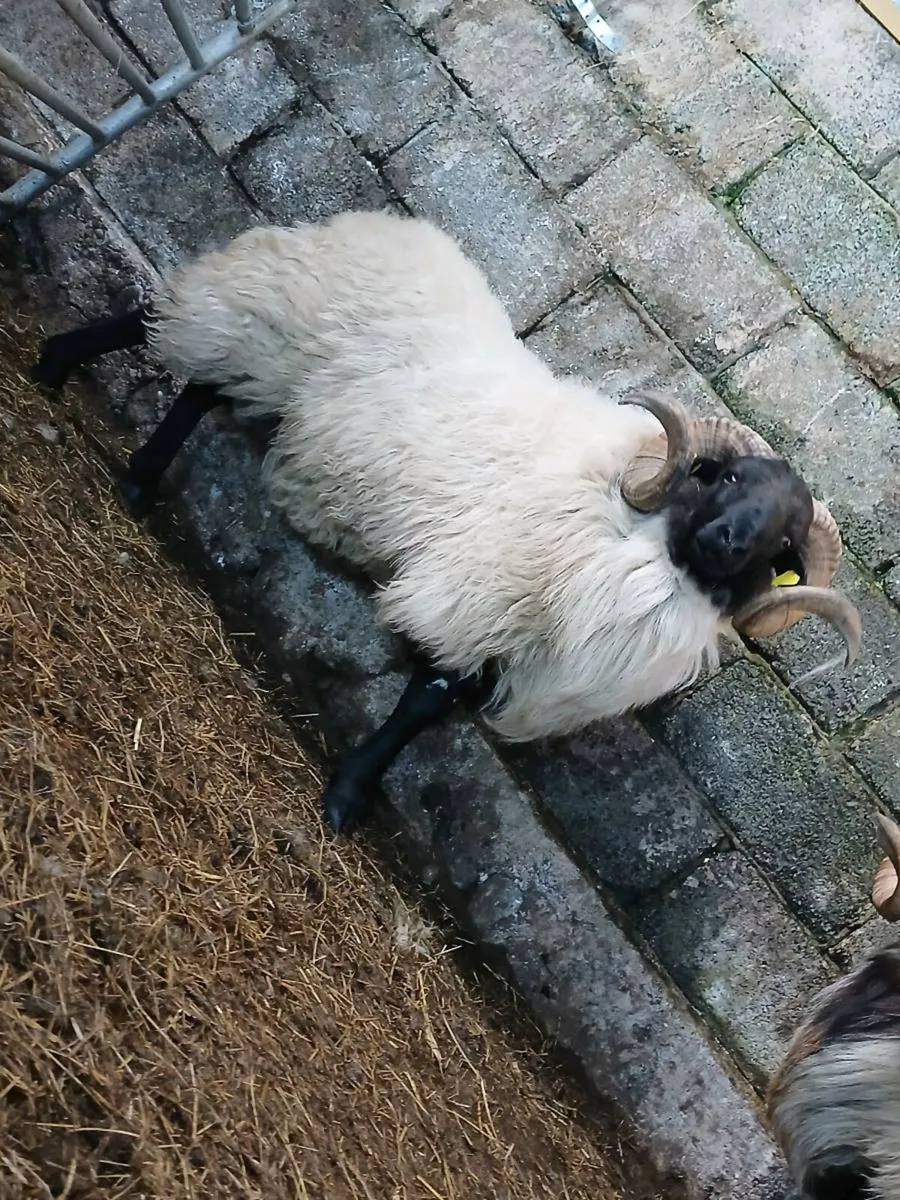 Hogget rams and ram lamb - Image 4