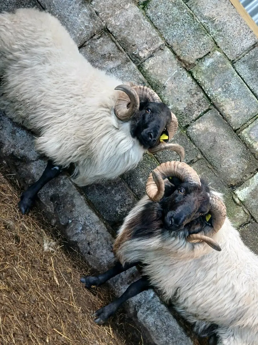 Hogget rams and ram lamb - Image 2