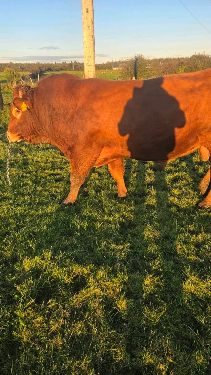 Limosin bull - Image 3