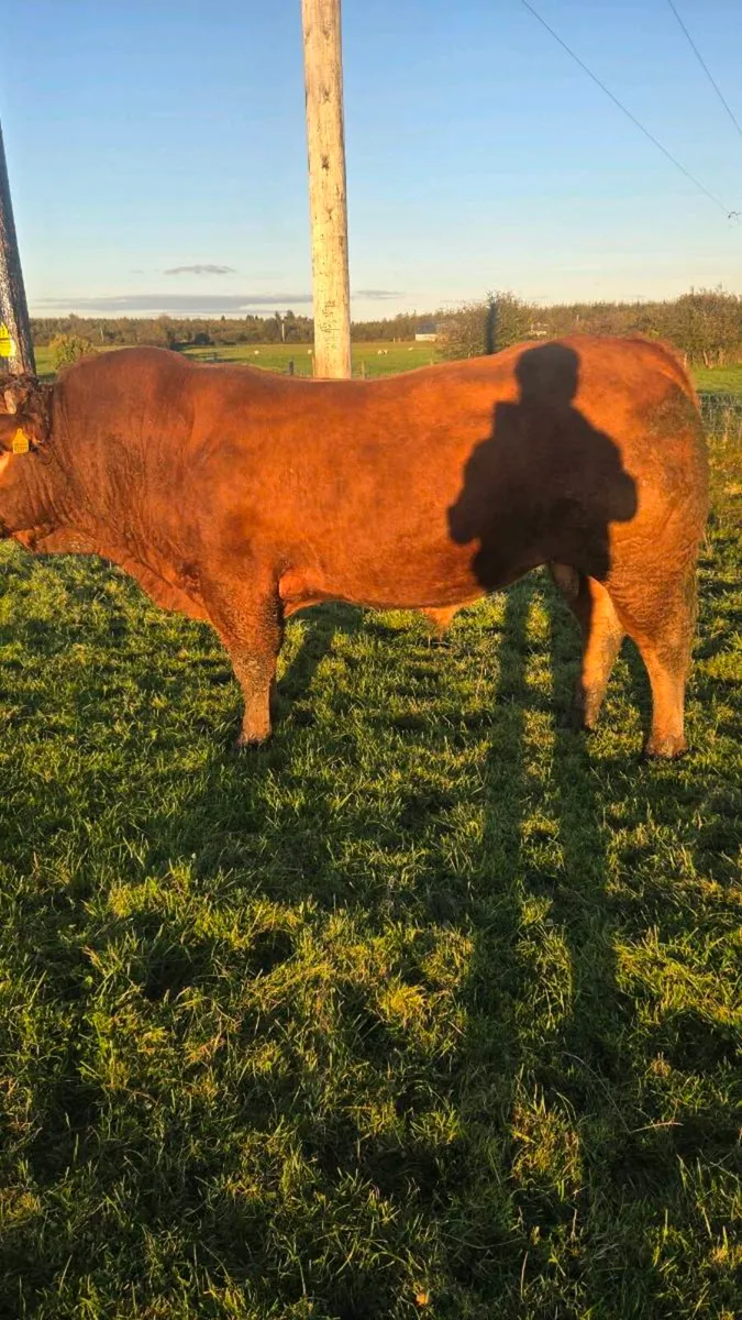 Limosin bull - Image 4
