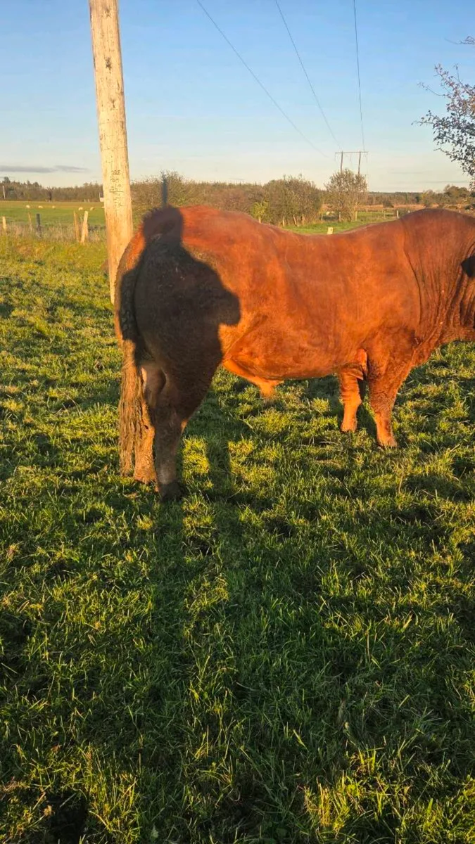 Limosin bull - Image 1