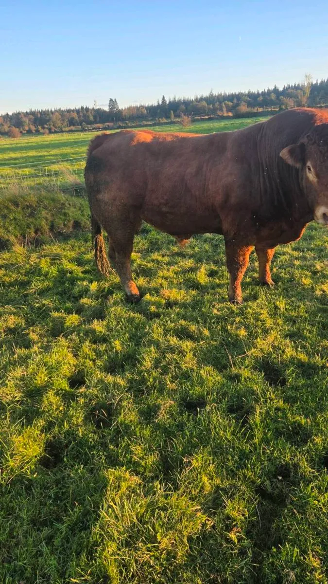Limosin bull - Image 2