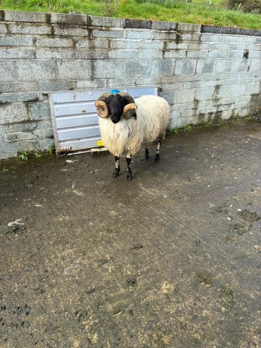 Horned rams - Image 1
