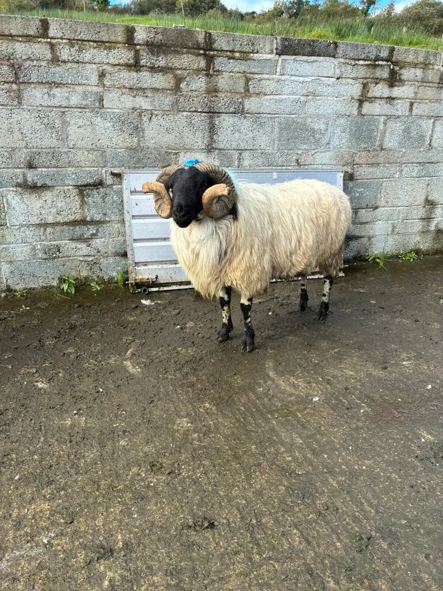 Horned rams - Image 2