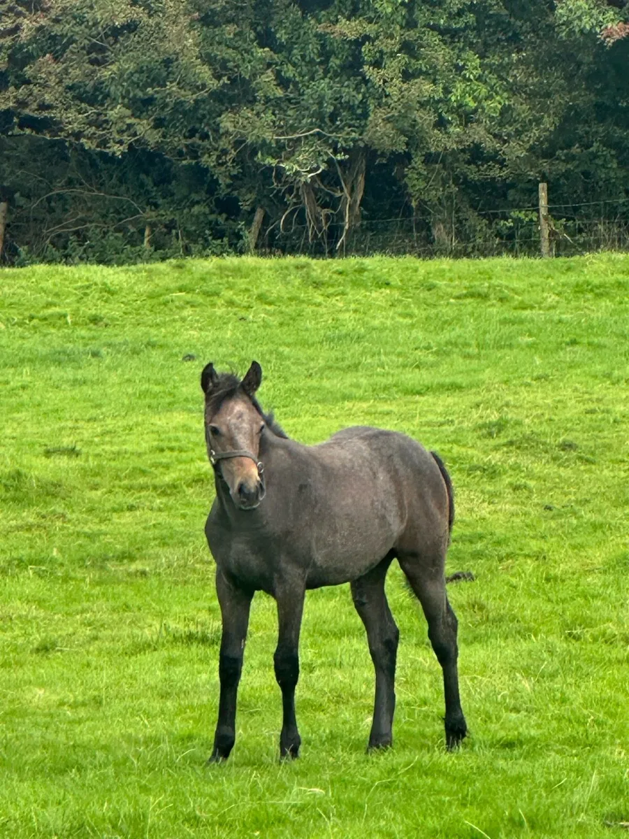 ⭐️Colt foal for Clifden⭐️ - Image 2