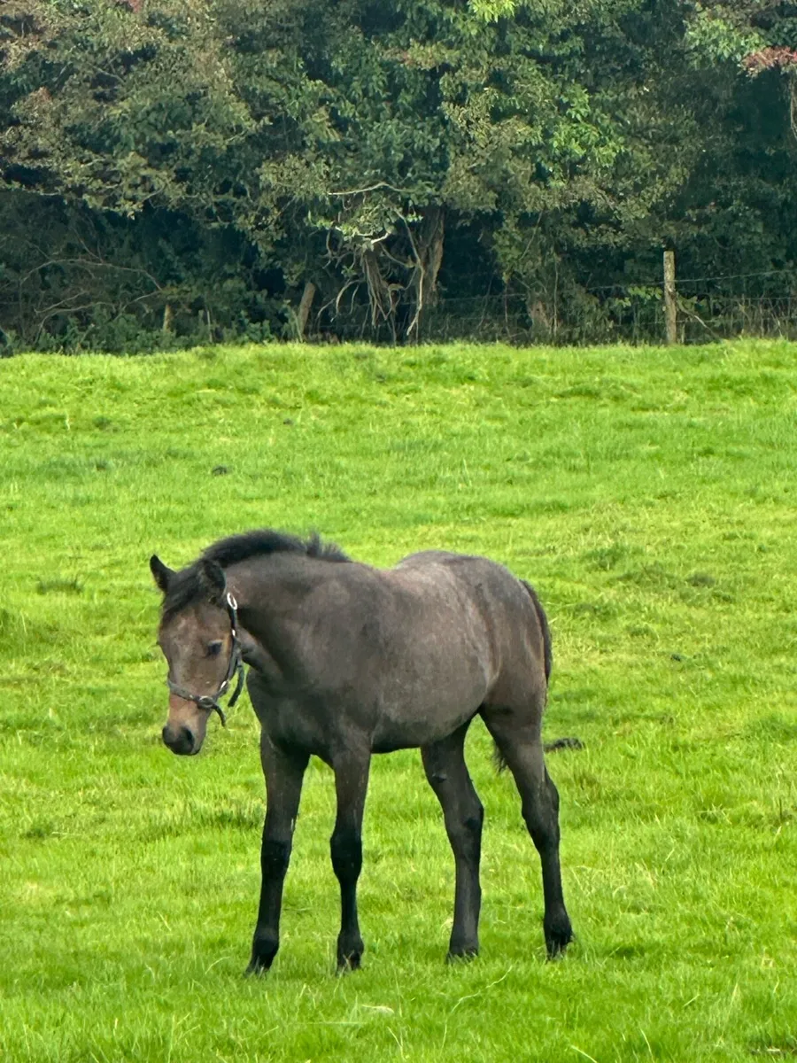 ⭐️Colt foal for Clifden⭐️ - Image 3