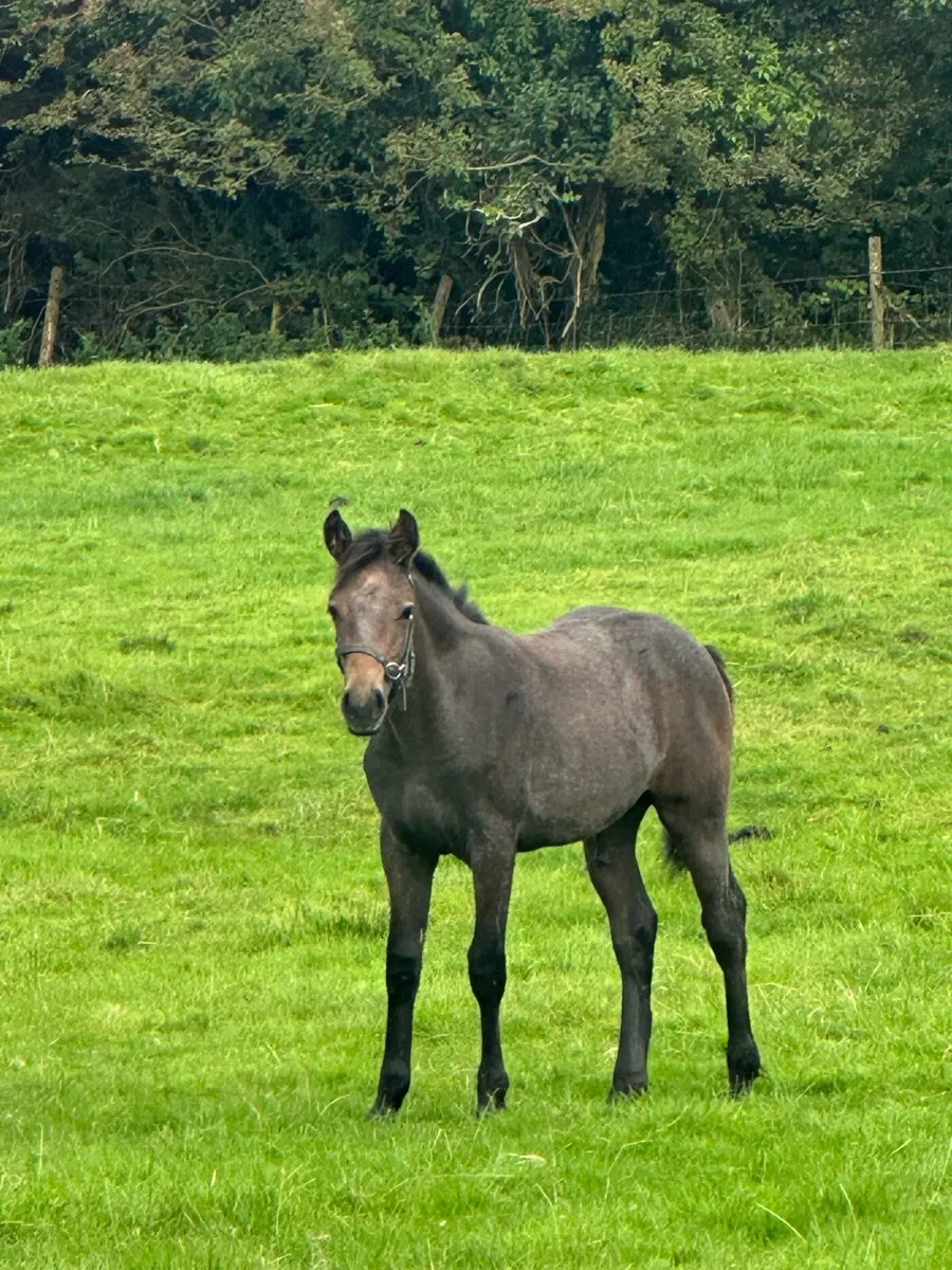 ⭐️Colt foal for Clifden⭐️ - Image 4