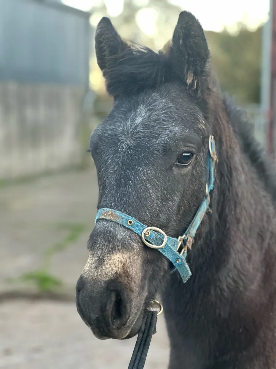 ⭐️Colt Foal for Clifden ⭐️ - Image 1