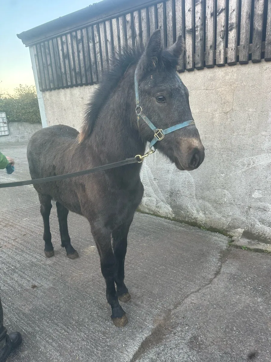 ⭐️Colt Foal for Clifden ⭐️ - Image 2