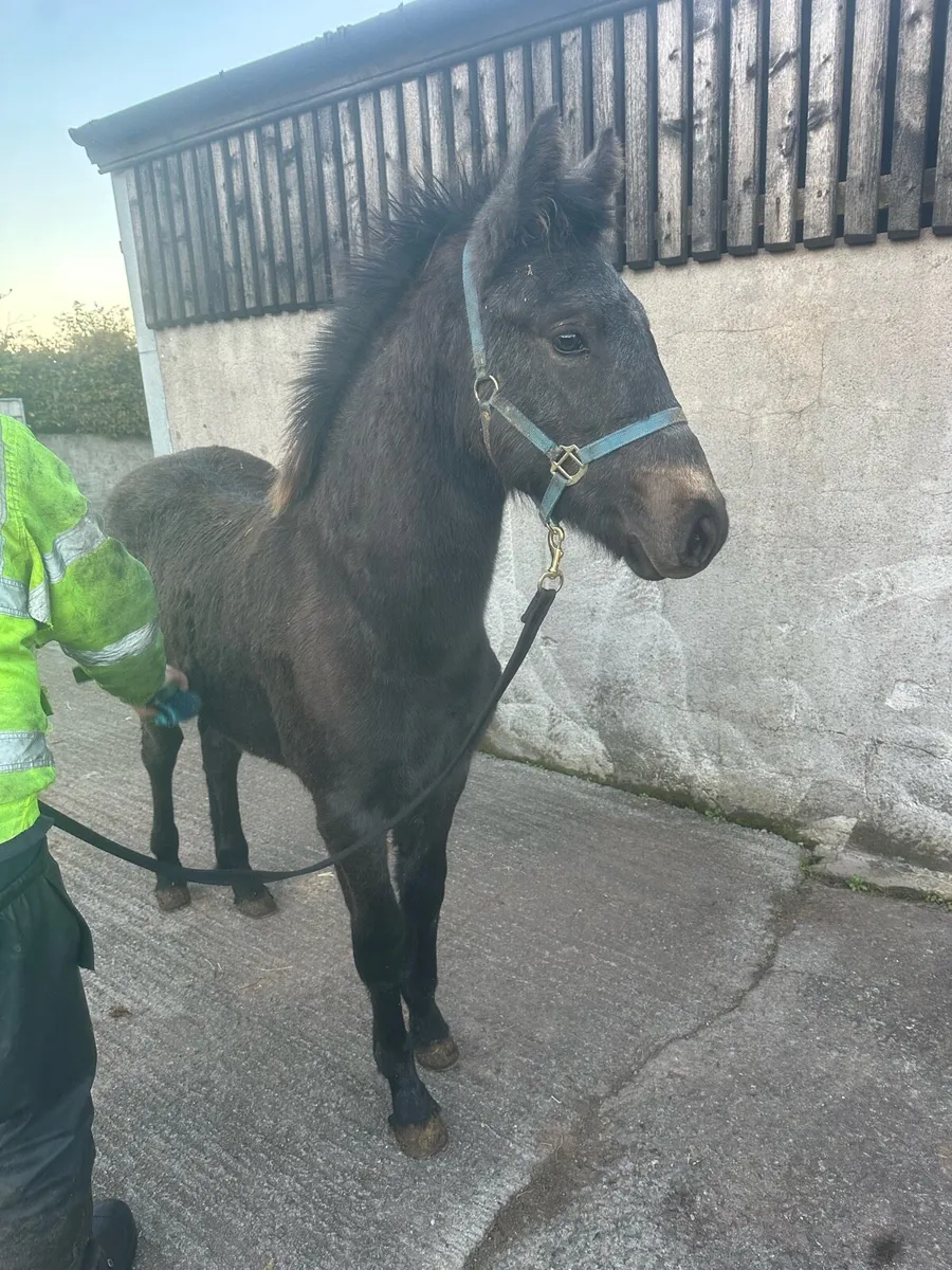 ⭐️Colt Foal for Clifden ⭐️ - Image 3