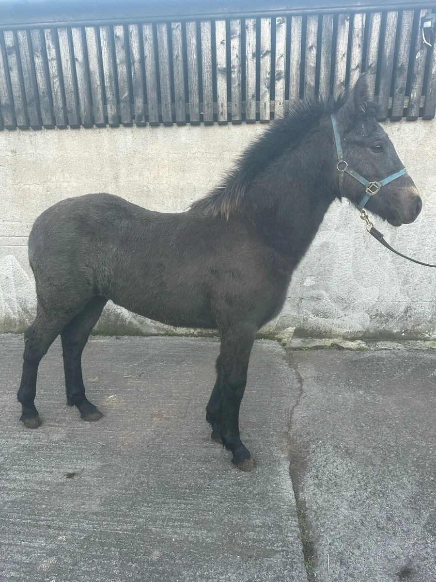 ⭐️Colt Foal for Clifden ⭐️ - Image 4