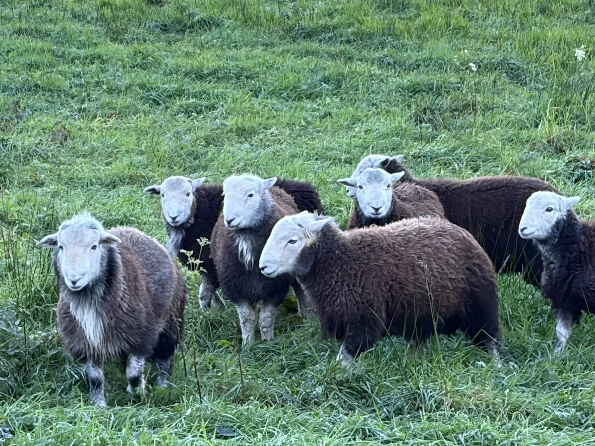 Pure Bred Uncrosses Herdwick Ram Lambs - Image 3