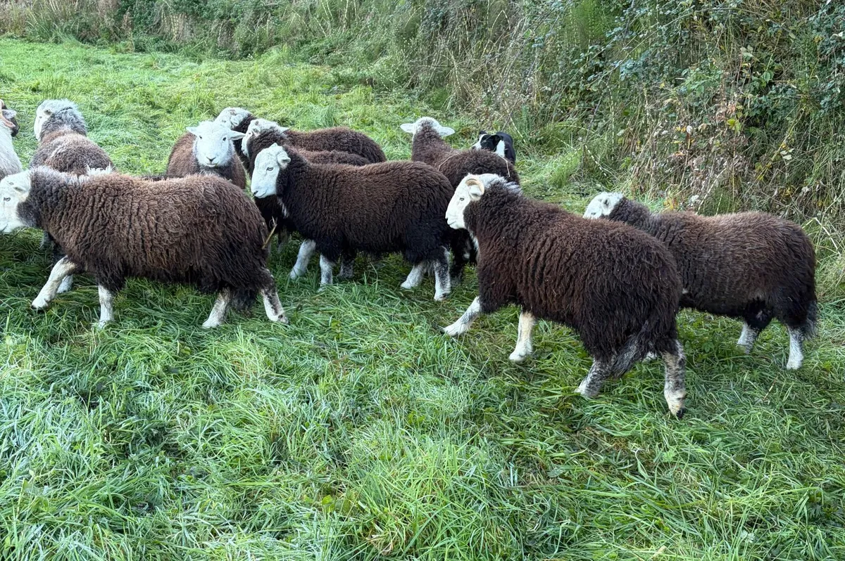 Pure Bred Uncrosses Herdwick Ram Lambs - Image 4