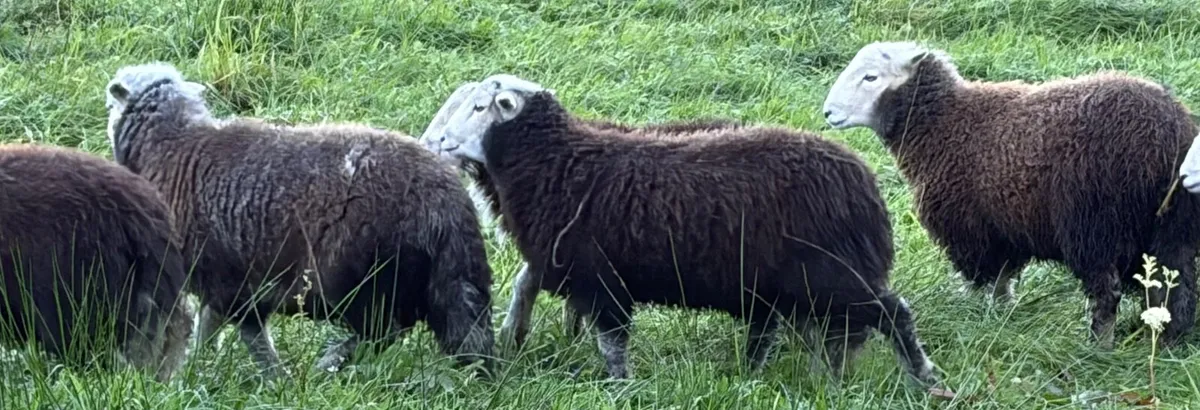 Pure Bred Uncrosses Herdwick Ram Lambs - Image 1
