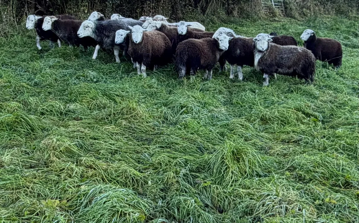 Pure Bred Uncrosses Herdwick Ram Lambs - Image 2
