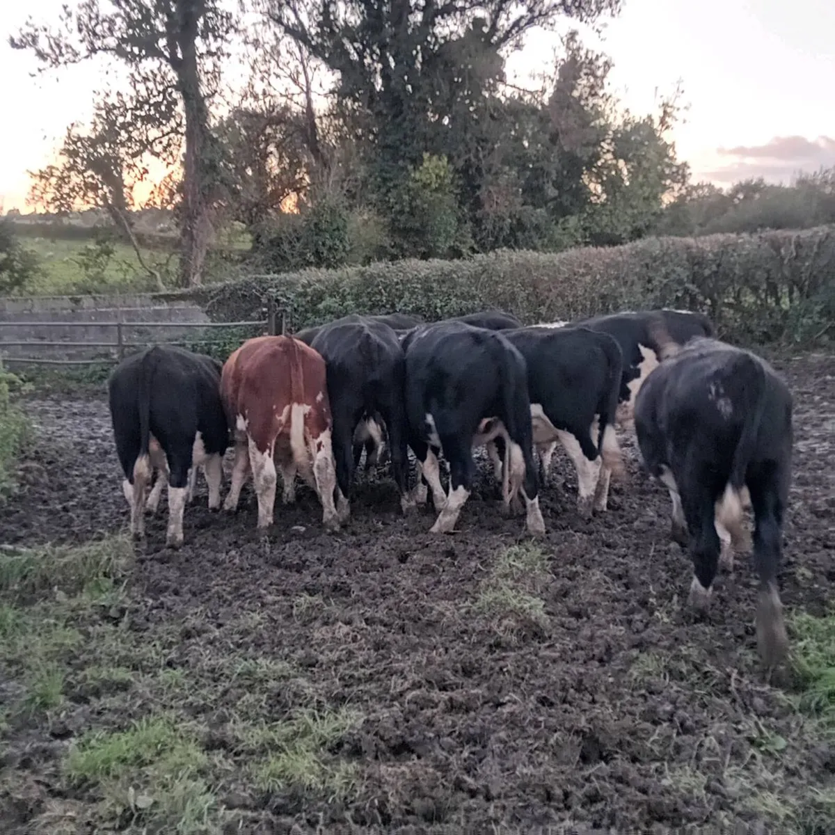 14 quality hereford bullocks,lots 317 to 321 - Image 1