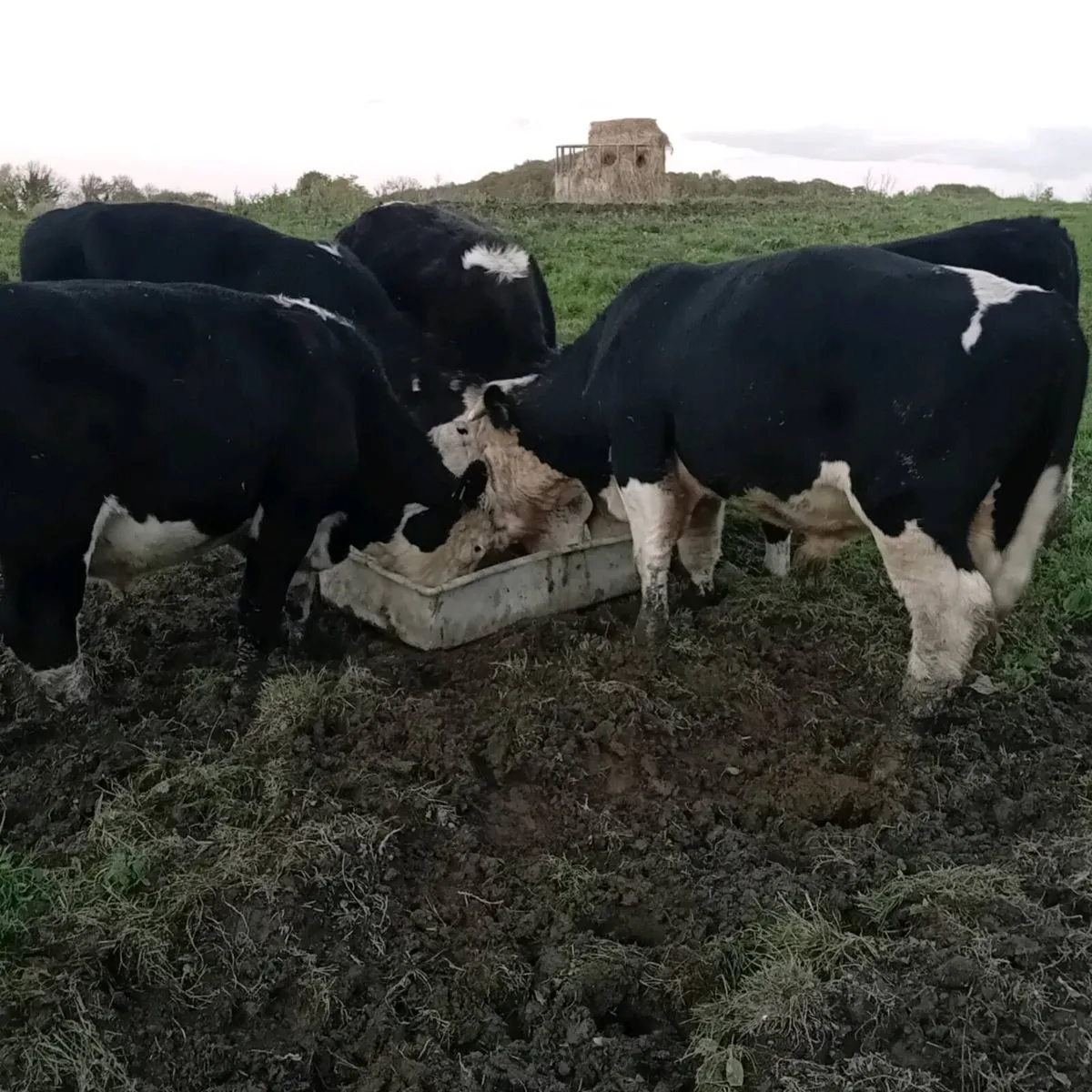 14 quality hereford bullocks,lots 317 to 321 - Image 2